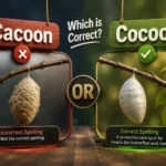 Cacoon or Cocoon